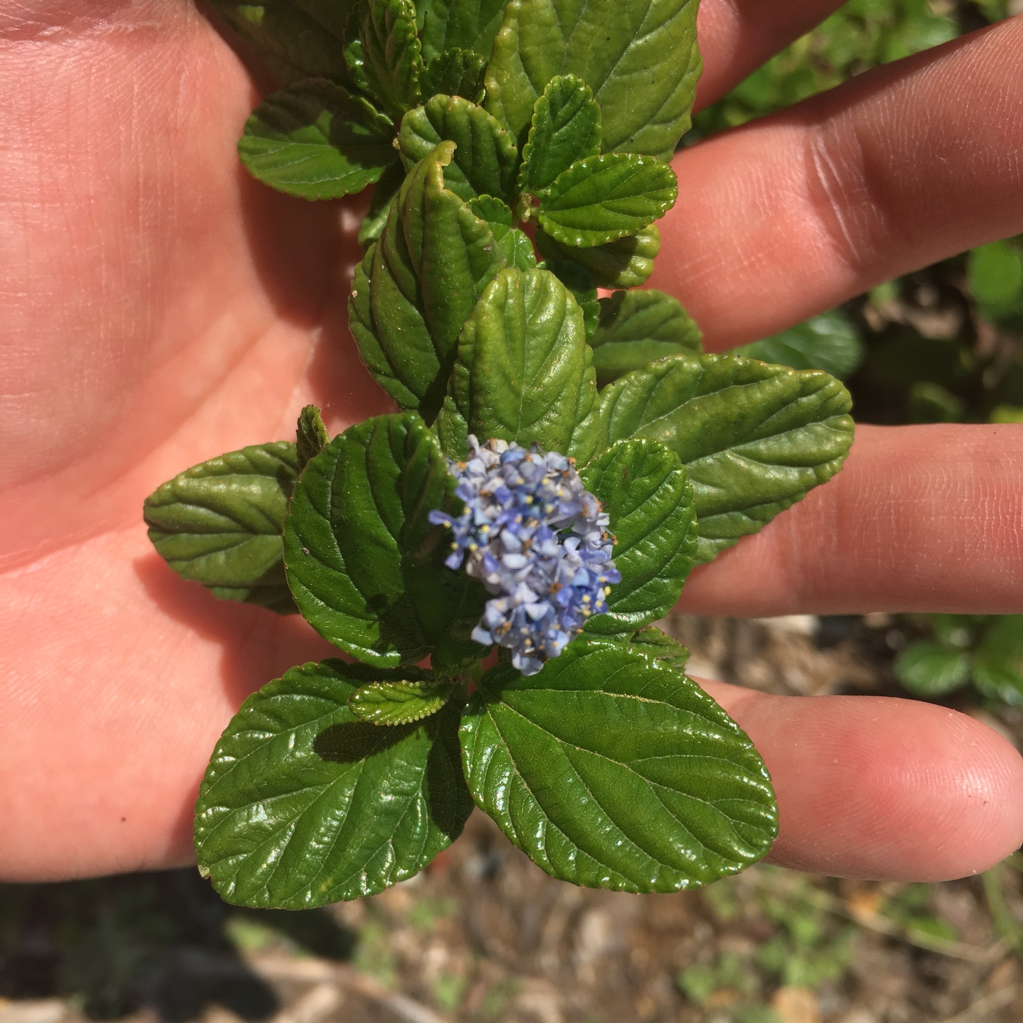 Ceanothus griseus
