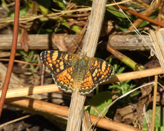 Phyciodes pulchella camillus