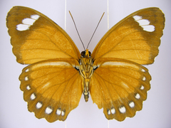 Euphaedra hybrida