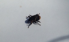 Cryptorhynchus lapathi