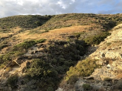 Arctostaphylos confertiflora