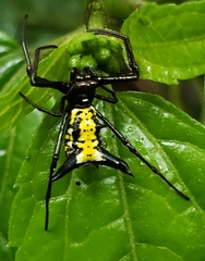 Micrathena raimondi