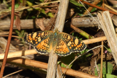 Phyciodes pulchella camillus