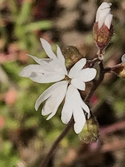 Lithophragma parviflorum