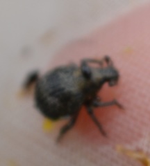 Pseudocneorhinus bifasciatus