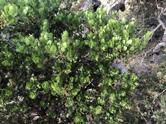 Arctostaphylos confertiflora