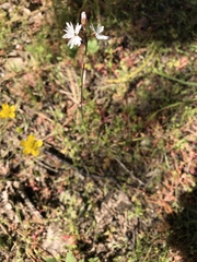 Lithophragma parviflorum