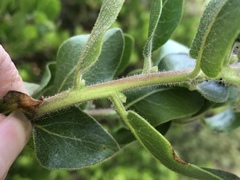 Arctostaphylos confertiflora