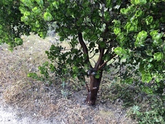 Arctostaphylos confertiflora
