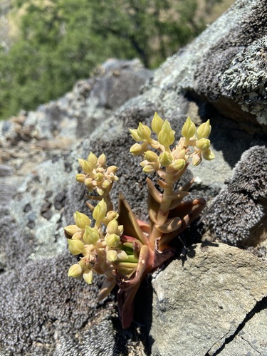iNaturalist observation photo of Diablo Range Dudleya