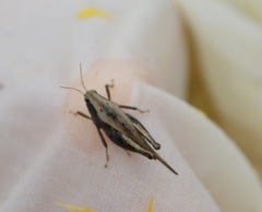Tettigidea