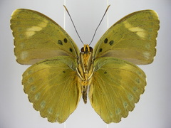 Euphaedra intermedia