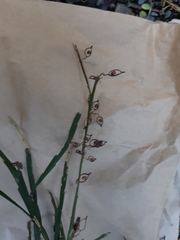 Carmichaelia australis