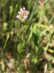 Plectritis macrocera