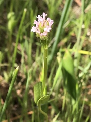 Plectritis macrocera