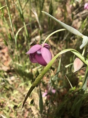 Calochortus amoenus