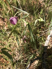 Calochortus amoenus