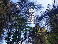 Carmichaelia australis