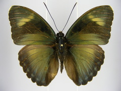 Euphaedra intermedia