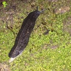 Belocaulus angustipes