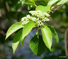 Viburnaceae