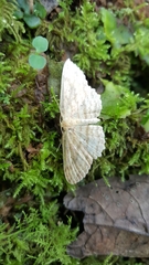 Cosymbiini