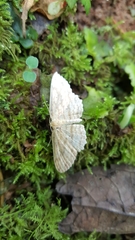 Cosymbiini