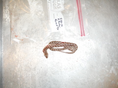 Arizona elegans elegans