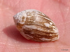 Melampus bidentatus