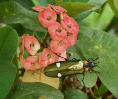 Megaloxantha mouhotii