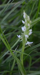 Platanthera dilatata leucostachys