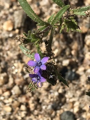 Allophyllum gilioides