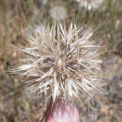 Microseris acuminata