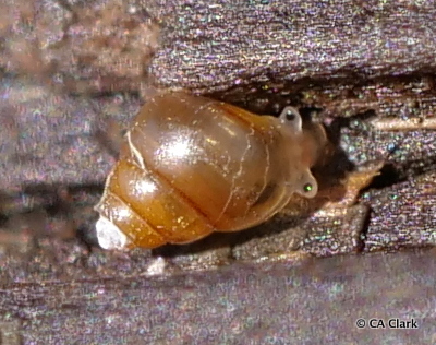 Looping Snails and Allies