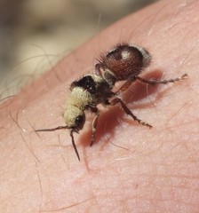 Dasymutilla sicheliana