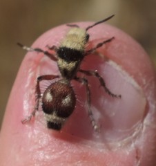 Dasymutilla sicheliana