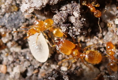 Pheidole tysoni