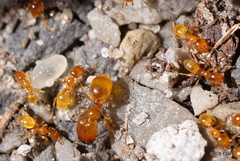 Pheidole tysoni