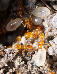 Pheidole tysoni