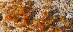 Pheidole tysoni