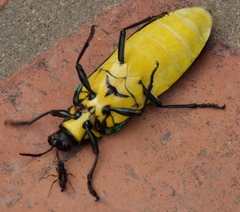Megaloxantha