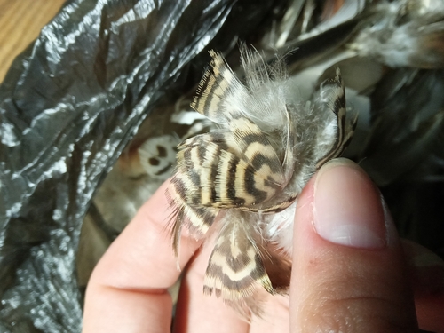 Plume de Sarcelle d'été