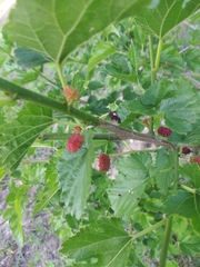 Morus nigra