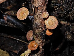 Heimiomyces atrofulvus