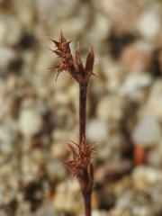 Lastarriaea coriacea