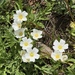 Limnanthes alba parishii - Photo (c) Bonnie Nickel, alguns direitos reservados (CC BY-ND), uploaded by Bonnie Nickel