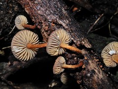 Heimiomyces atrofulvus