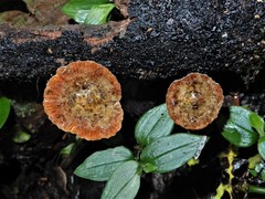 Heimiomyces atrofulvus