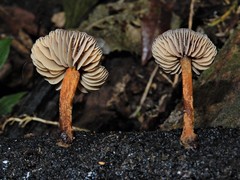 Heimiomyces atrofulvus