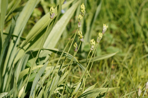 Allium moly